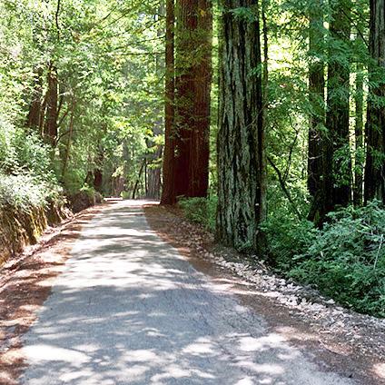 Big Basin Redwoods State Park